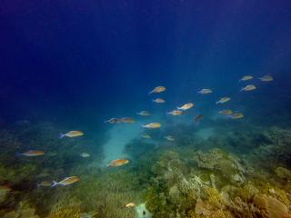 Suncoral Maldives - Kondey - 8