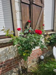 Les Roses du Souvenir - 8