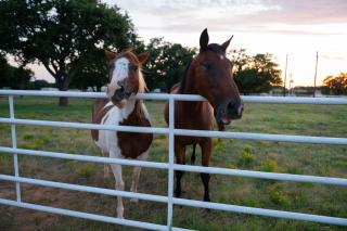 Dog-Friendly Texas Ranch with Patio, Horses On-Site - Aubrey - 9
