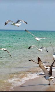 Pink Beaches Guest Houses - Al Ḩadd - 3