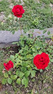 Manan Guesthouse - Chʼkalovka - 5