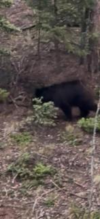 Rudy’s Bear Cabin - 6