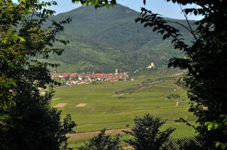 Gite du Vignoble - Ammerschwihr - 3