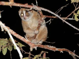 Satwa Elephant Eco Lodge - 2