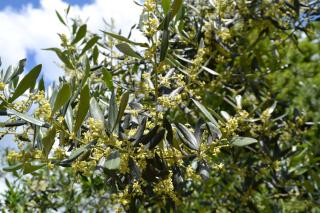 Apartments Villa San Vito - 3