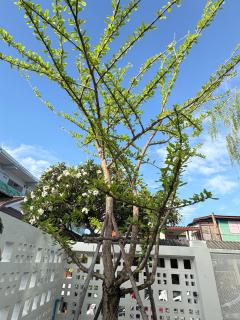 Na KlongMuang B2 - 1