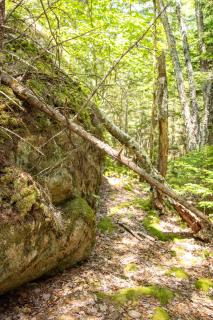 Play In The Woods - 2