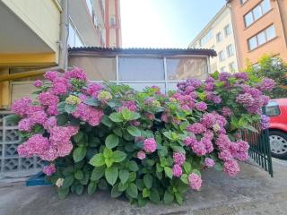 Family Hotel California - Primorsko - 3