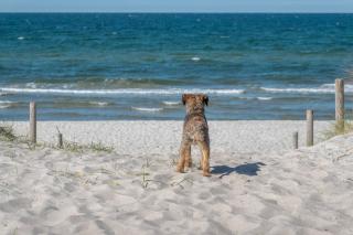 Ostsee - Pruchten - 5