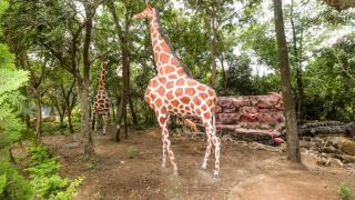 Siritamu Resort & Spa - Bungoma - 3