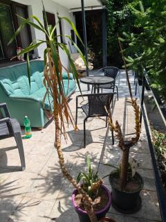 SunsetHouse Garden Apartment - Banka - 7