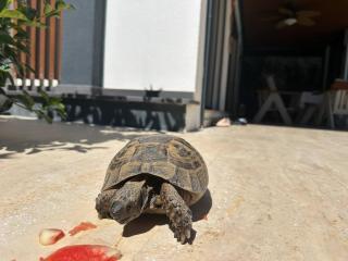 Sea View Villa in most upscale Yalikavak - 6