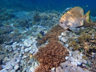 Bruno Raja Ampat Homestay - 7