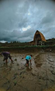 Swaha Retreat & Eco Park Ubud - 1