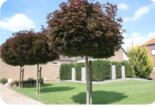 Haus Am Damm - Kleve - 9