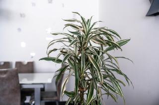 Appartement Central Luxembourg - Hesperange - 5