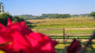 Les naturelles - Saint-Aubin-de-Locquenay - 9
