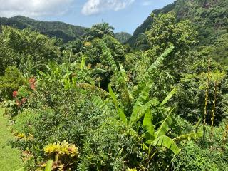 Aura Dominica - 6