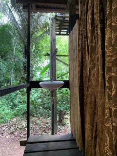 tambopata oropendola - Tambopata - 4