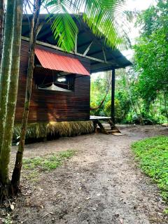 tambopata oropendola - Tambopata - 3