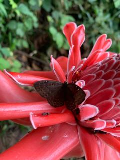 tambopata oropendola - Tambopata - 6
