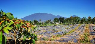 Penginapan Dari Nol Puncak - 3