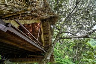 Yambaru Wild Treehouse Kidzy - 9