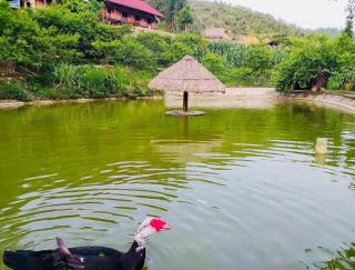 Bản Liền Trà hills homestay - Bắc Hà - 1