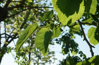 Cascina del Gelso - b&b - 5