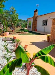 Buganvilla - 0