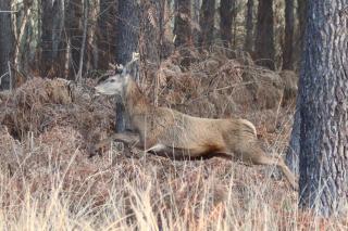 Gîte Domaine d'Hybère - 2