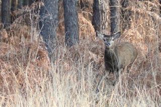 Gîte Domaine d'Hybère - 1