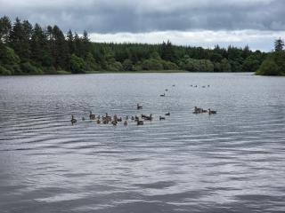8 Guests - Pet Friendly - Three Lochs Holiday Park - Newton Stewart - 1