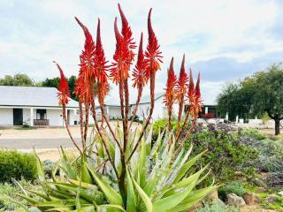 Kamieskroon Hotel - 4