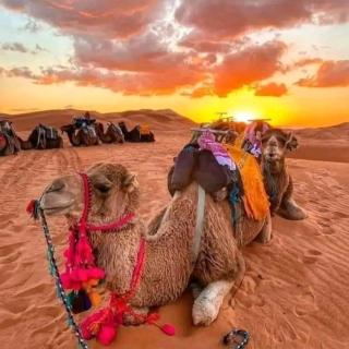 Merry Desert Camp - Merzouga - 8