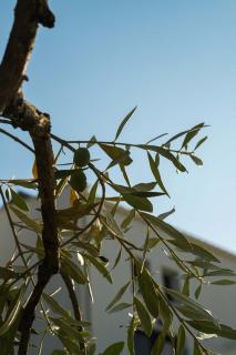 Ethéreal Thassos - 1