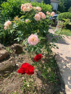 Chambre Spacieuse pour Familles ou Groupes 5 Pers plus Bébé - 2
