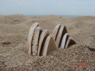 Private Apartment A12 in July Morning Seaside Resort - 8