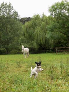 Rose Cottage - Clevedon - 3