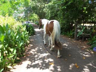 Rose Cottage - 1