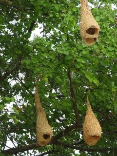 Exciting Tree house and 2 Chalets, Spring valley farm stay Buttala, Okkampitiya - 6