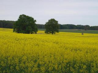 exklusives skandinavisches Ferienhaus - 4