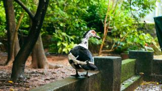 Aikkaravelil herb garden - 4