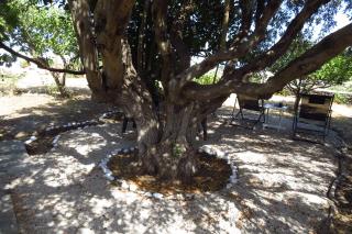 Kypseli House Garden, Trails & Walk to Apollonia - Apollonia - 9