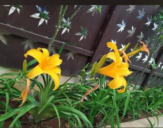 Silver Vibes Homestay - 4