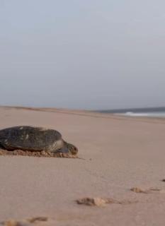 Pink Beaches Guest Houses - Ras al Hadd - 6