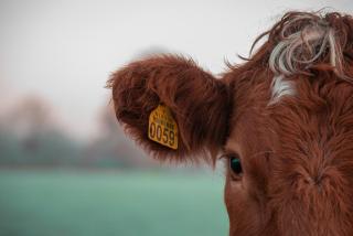 Boeren glamping De Ruif De Peppelhoeve - 1