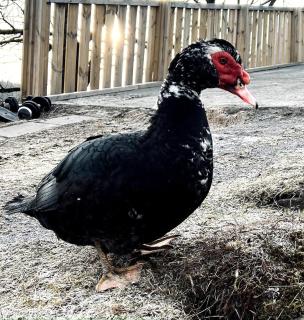 Farm stay at Løkka farm - Bærums Verk - 8