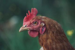 Farm stay at Løkka farm - 5