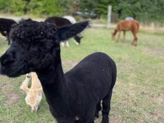 4 person holiday home in Skibby - 1